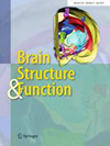 Brain Structure & Function雜志封面